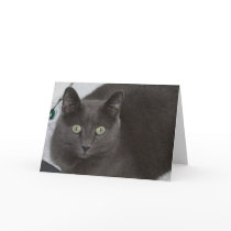 Grey Cat cards by pcllc Grey Cat cards