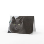 Grey Cat cards