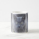 Grey cat face close up mug
