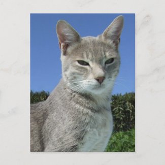Grey Cat Postcard