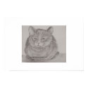 Grey Cat posters