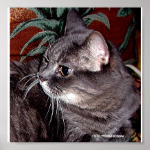 GREY CAT POSTERS