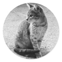 Grey Cat Stickers stickers