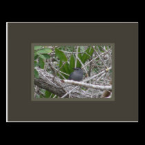 Grey Catbird postcards