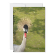 Grey Crowned Crane Invitations