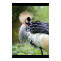 Grey Crowned Crane posters by SabineSt Grey Crowned Crane posters
