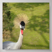 Grey Crowned Crane Poster