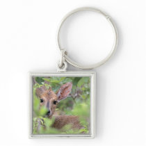 Grey Duiker (Sylvicapra grimmia) hiding in Keychain