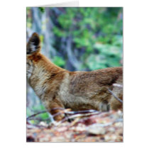 Grey Fox cards by lifesphere Grey Fox cards