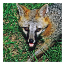 Grey Fox posters
