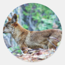 Grey Fox Round Stickers