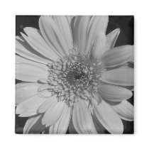 Grey Gerbera Magnet