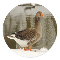 Grey goose in snow stickers