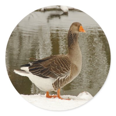 goose photo snow