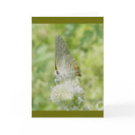 Grey Hairstreak Butterfly Note Card
