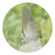 Grey Hairstreak Butterfly Stickers