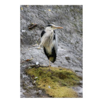 Grey Heron at rest Poster posters
