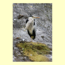 Grey Heron at rest Poster posters