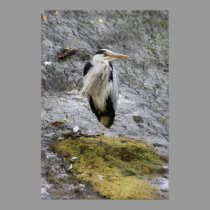 Grey Heron at rest Poster posters