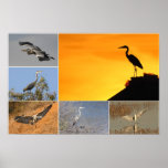 Grey Heron Collage posters
