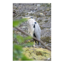 Grey Heron Poster posters