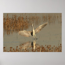 Grey Heron Posters