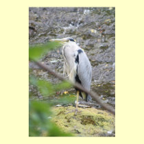Grey Heron Poster posters