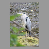 Grey Heron Poster posters