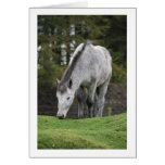 Grey Horse Greeting Cards