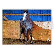 Grey Horse cards