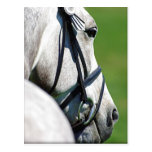 Grey Horse Post Card