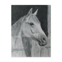 Grey Horse Post Card