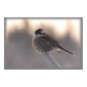 grey jay 2 posters by jimmysam grey jay 2 posters