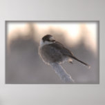 grey jay 2 posters
