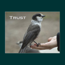 Grey Jay Motivational Postcards postcards