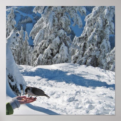 Grey Jay Winter Poster print