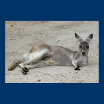 Grey Kangaroo posters by lesleyworld Grey Kangaroo posters