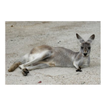 Grey Kangaroo posters