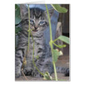 Grey Kitten Card by shannonalbert30 Grey Kitten Card