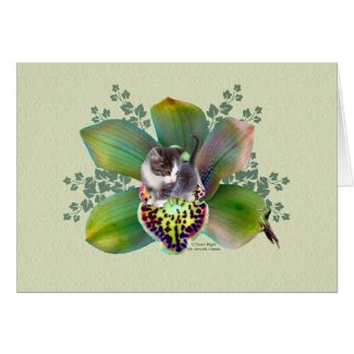 Grey kitten in an Orchid card