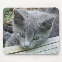 Grey Kitten Mousepad