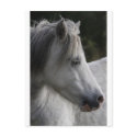 grey mare postcards by kathiscc grey mare postcards