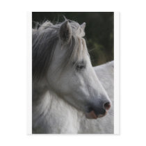grey mare postcards by kathiscc grey mare postcards