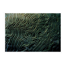 GREY MATTER posters by COLDFISHIE GREY MATTER posters