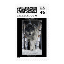 GREY PACK WOLF Collection postage by RavenSpiritPrints GREY PACK WOLF Collection postage