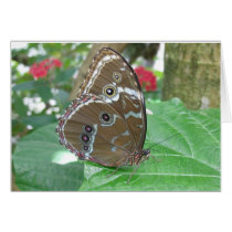 Grey Pansy Butterfly cards by vjulye Grey Pansy Butterfly cards