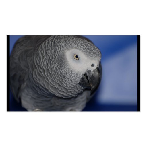 Grey Parrot Business Card Template (back side)