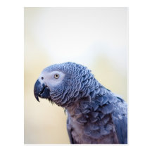 Grey Parrot Post Cards