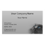 Grey Persian Cat with Blue Eyes on Grey Background Business Card Templates