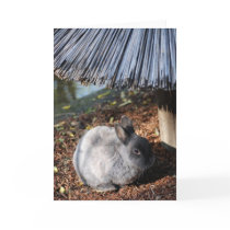 Grey Rabbit cards by FreemanDesigns Grey Rabbit cards